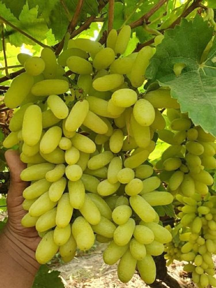 Seedless Grapes Plant